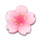 Cherry Blossom Petal